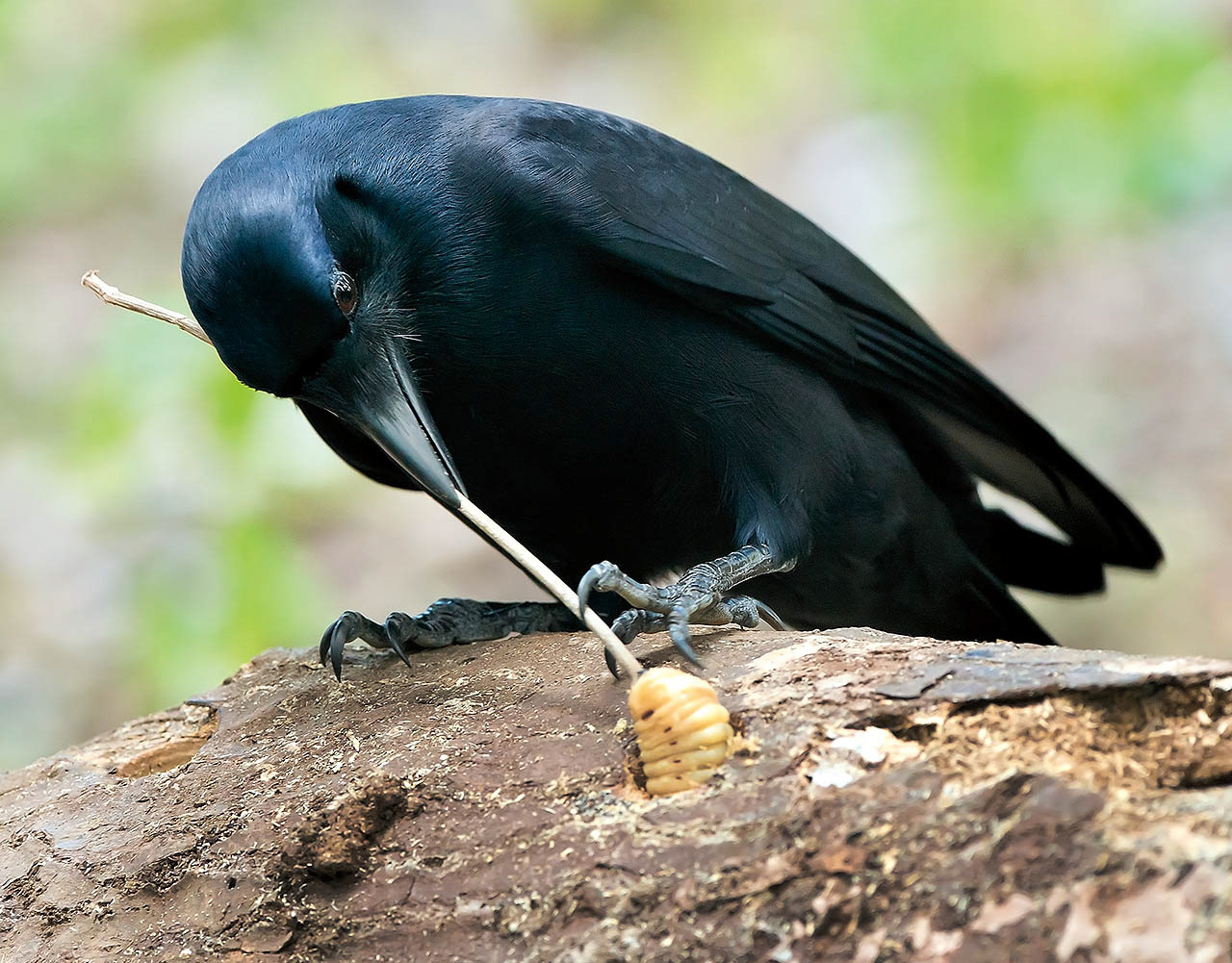 Crow using stick to get grub from branch