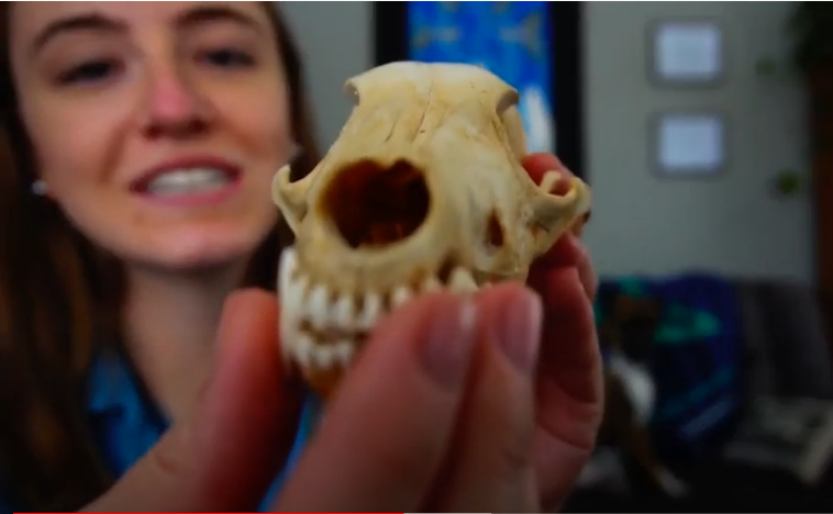 Coyote skull from five senses video