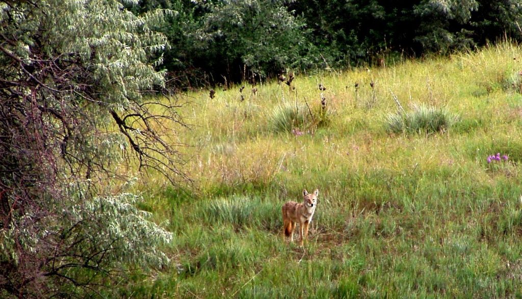 coyote in park