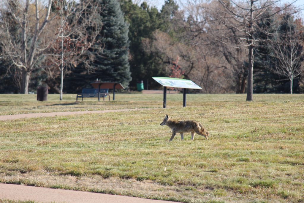 coyote in majestic view park