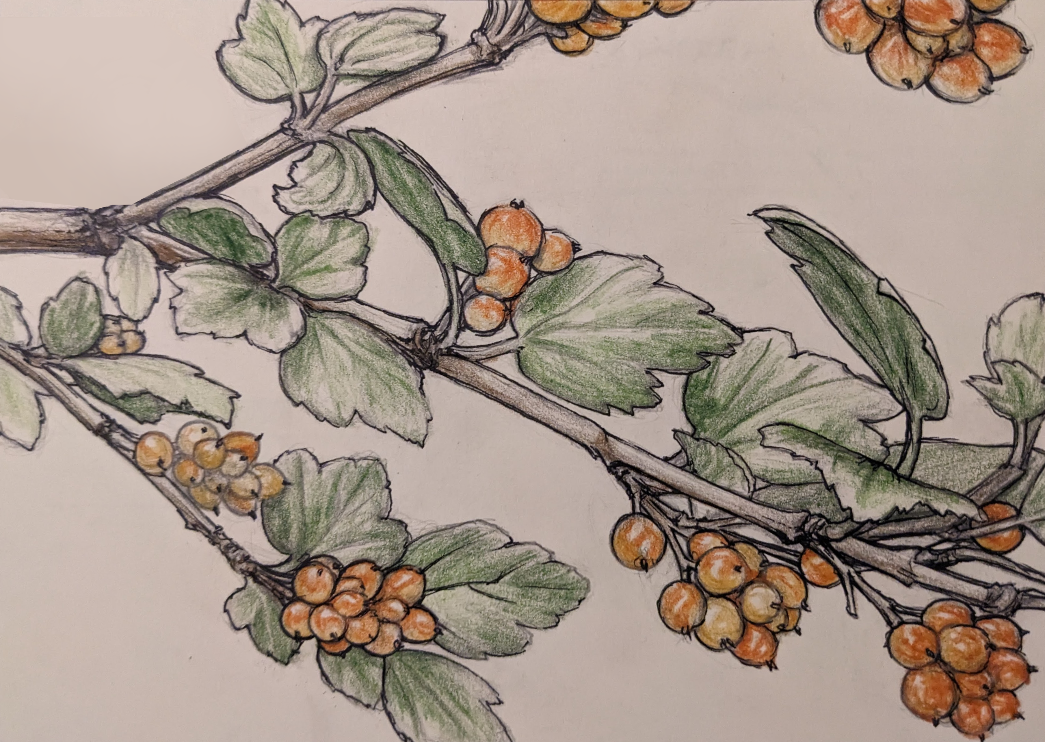 Colored pencil drawing of yellow berries on branches