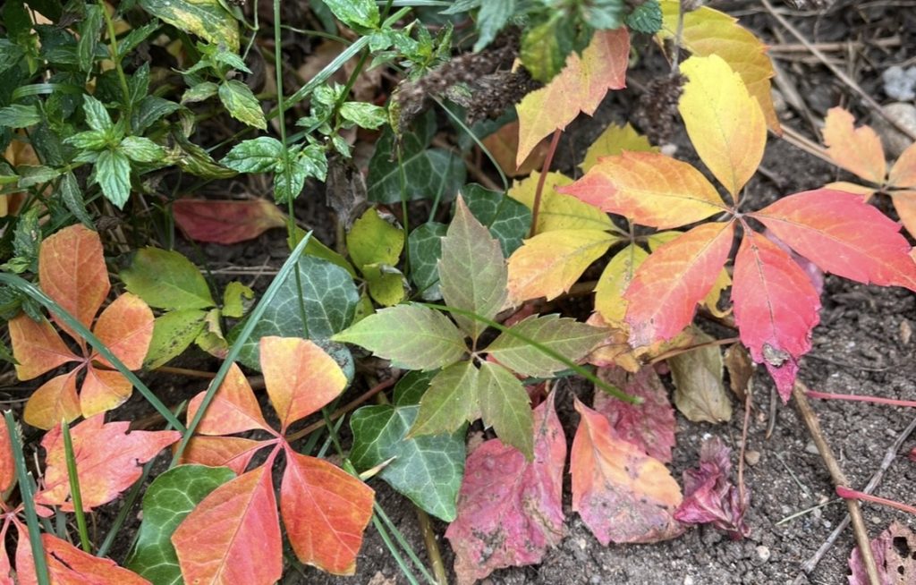 Colorful leaves