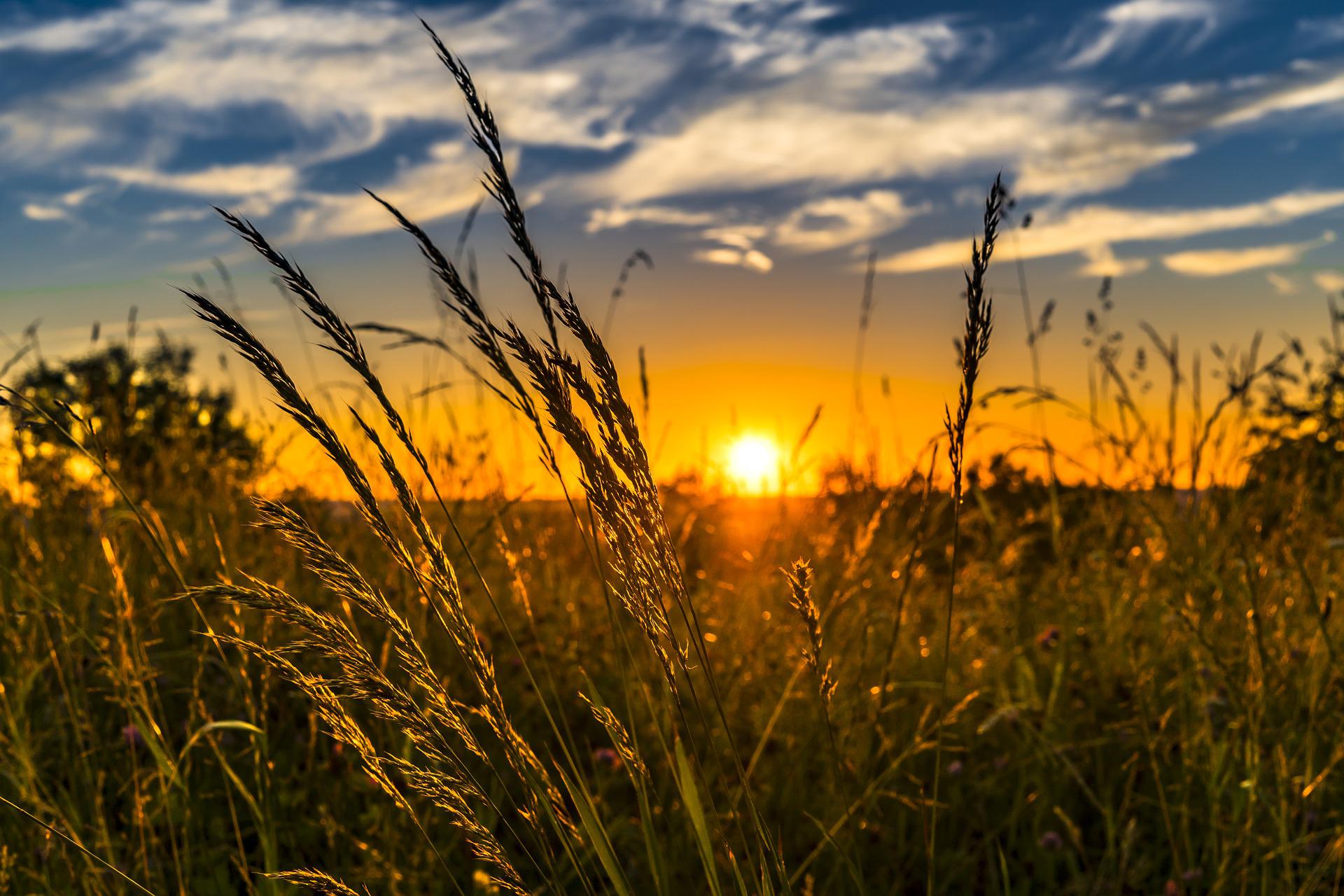 Sun setting over a field of grass