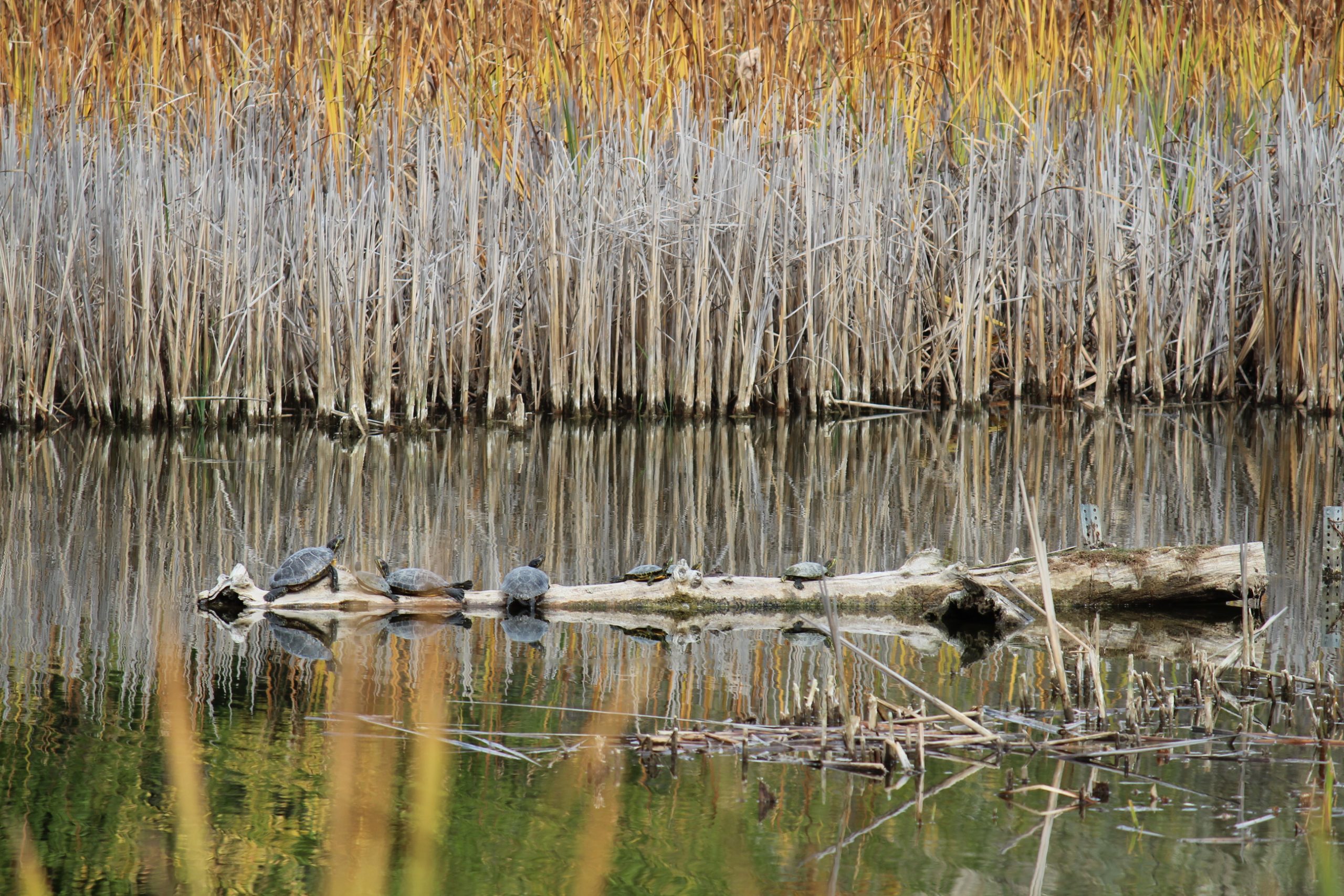 turtle log on oberon lake