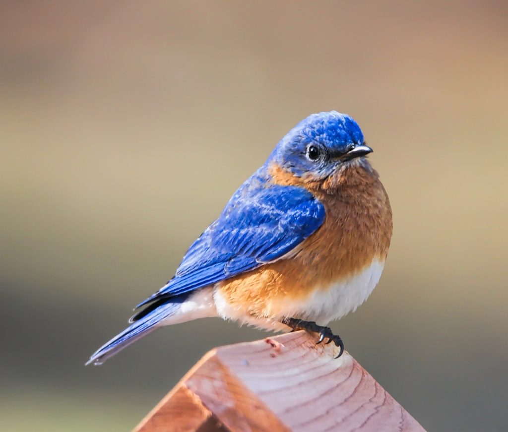 Small blue and rust-colored bird