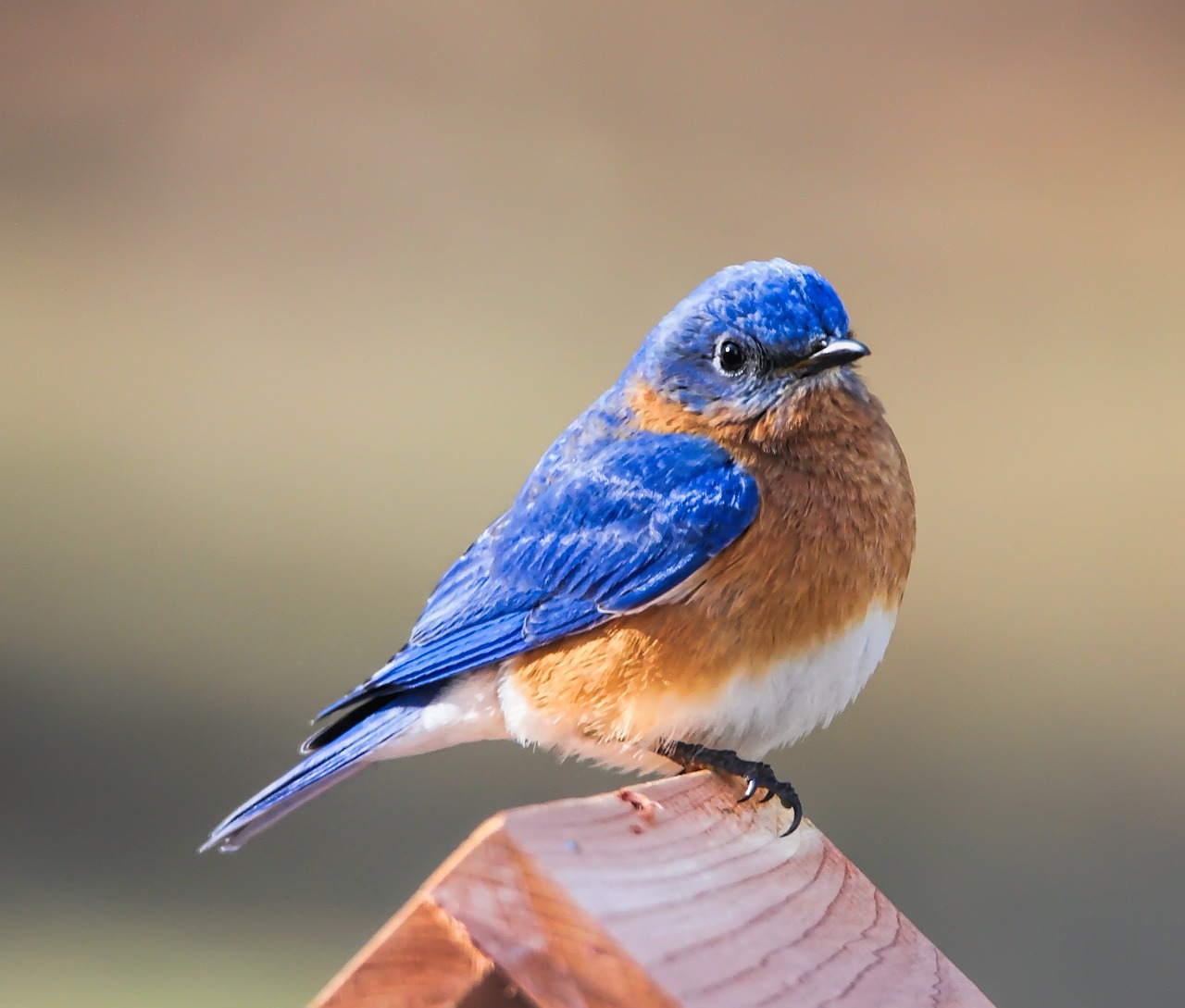 Small blue and rust-colored bird