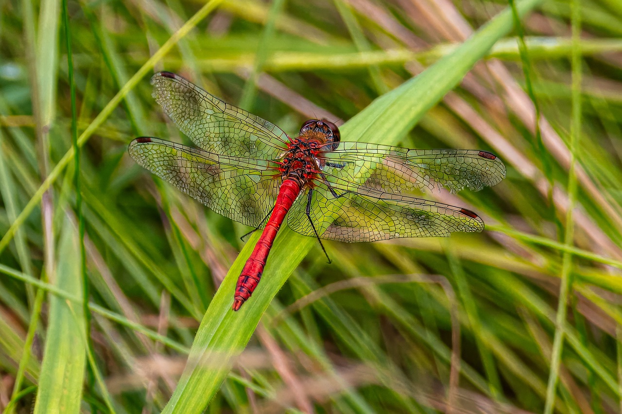 Red dragonfly sitting on grass