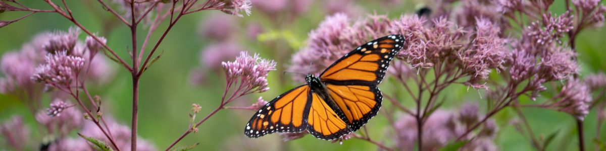 monarch on milkweed