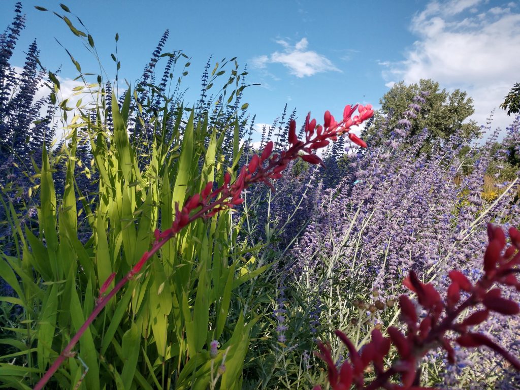 Red and purple flowers with green grass in the background