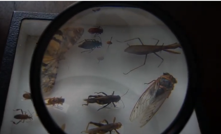 pinned insects under magnifying glass