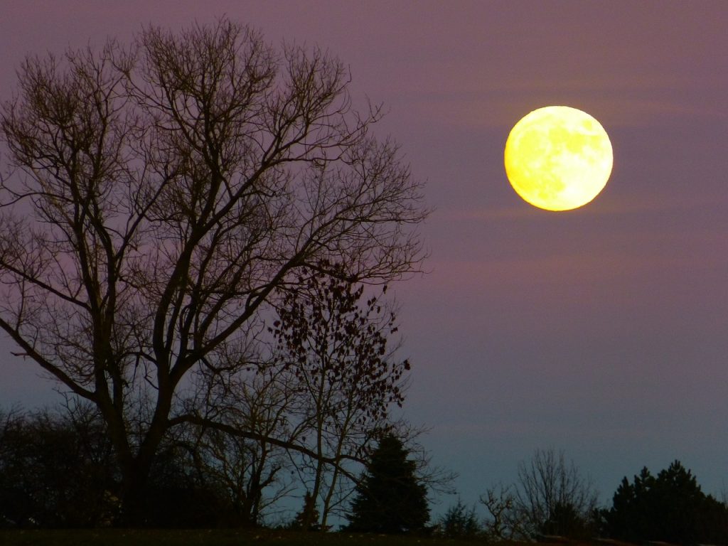 Moon with tree silhouettes