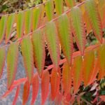 Staghorn Sumac (Autumn)