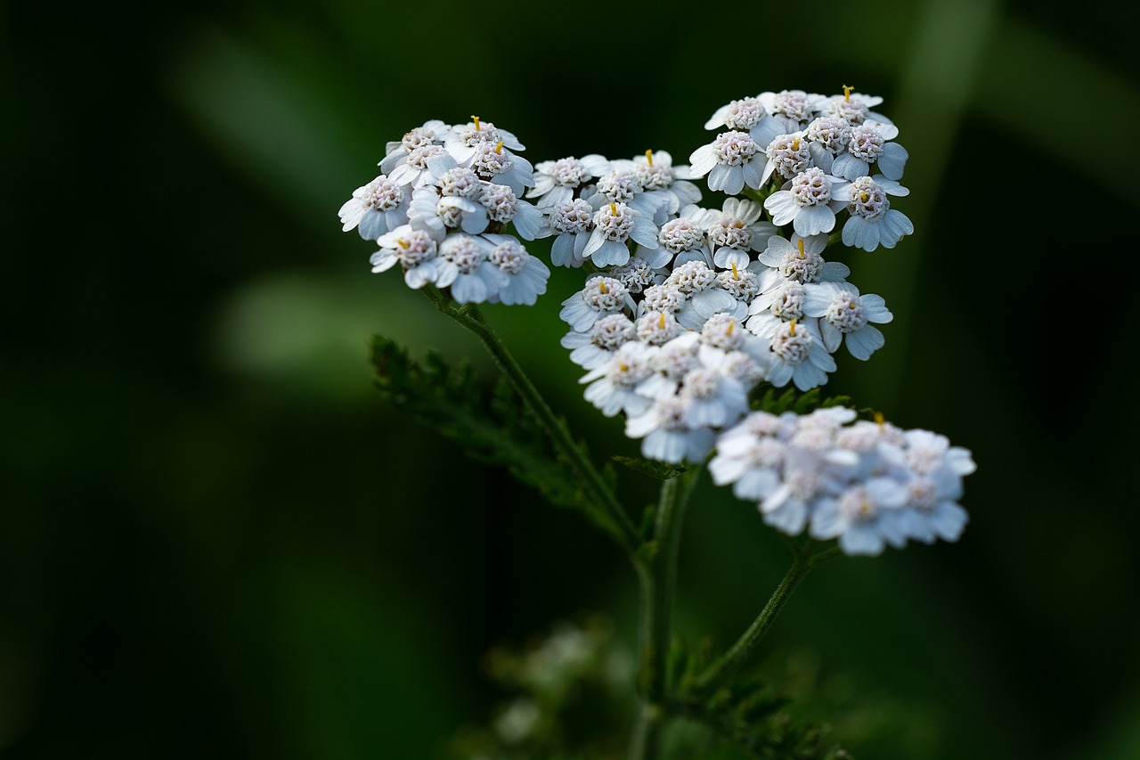 Cluster of white yarrow flowers